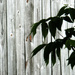 Fence and Tree