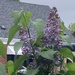 Lilac!