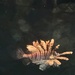 Scorpion fish. 