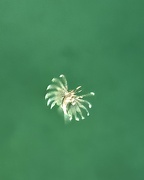 9th May 2025 - Scorpionfish waltz. 