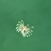 Scorpionfish waltz. 