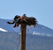 14th May 2025 - Still Nesting...