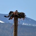 Still Nesting...