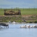 Pelicans and One Heron...