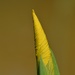 Coiled Yellow Iris