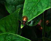15th May 2025 - A Very Shiny Bug ~