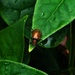 A Very Shiny Bug ~