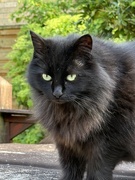 13th May 2025 - On the prowl 