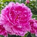 The peonies are popping by rhoing