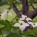 Dogwood
