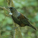 Tūī