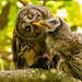 Barred Owls at Feeding Time!