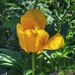 today’s flower