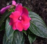 14th May 2025 - Impatient for Impatiens