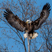 Bald Eagle landing along the Rappahannock