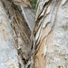 Melaleuca half and half