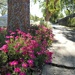 Ice plant