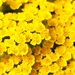 Tiny yellow