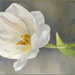 Floating Tulip