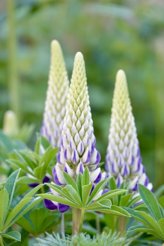 The Lupins by phil_sandford