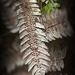 Silver fern spores