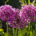 Backlit Alliums