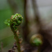 Emergence