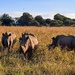 Rhino in Mankwe