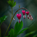 Bleeding Hearts