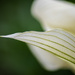 Hosta