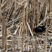 Common gallinule