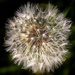 A Dandy Lion