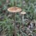 Fungi