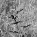 Standing out in the tall grass...
