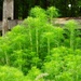 Feathery fronds...