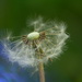 Dandelion~~~~