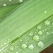 Raindrops
