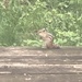 Half Yard, Half Deck, with Chipmunk