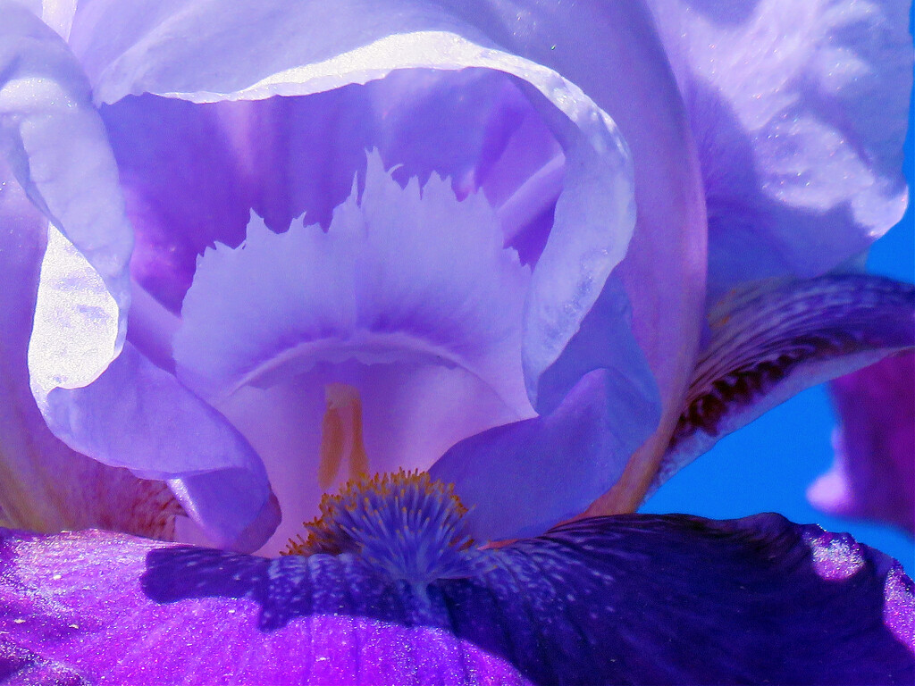 A Trippy Iris Abstract. by seattlite