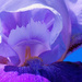 A Trippy Iris Abstract.