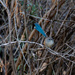 Wren
