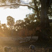 Bucolic