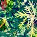 NoMowMay in Abstract  (15)