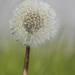 Dandelion seed head