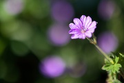 15th May 2025 - Hedgerow Cranesbill