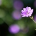 Hedgerow Cranesbill