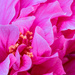 Hibiscus by seacreature