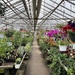 Flower Shopping