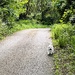 Walking home