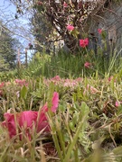 15th May 2025 - Getting over the bloom